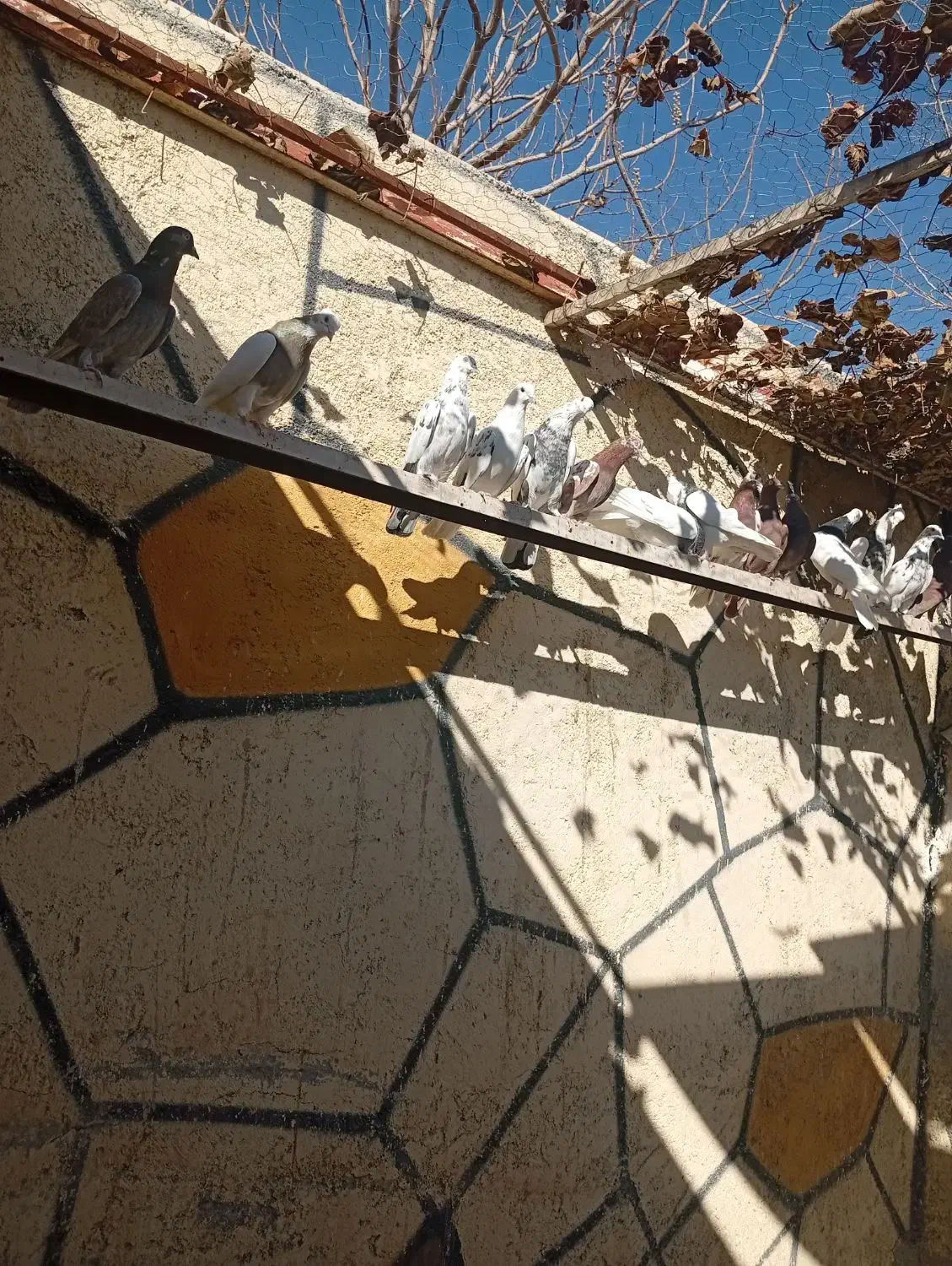 کفتر انگلیسی به شرط|پرنده|رباطکریم, رباطکریم|دیوار