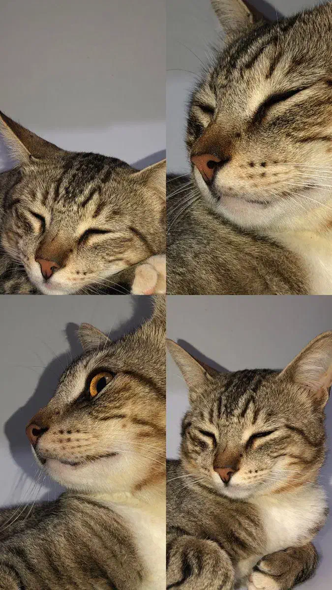 گربه|گربه|شیروان (خراسان), |دیوار