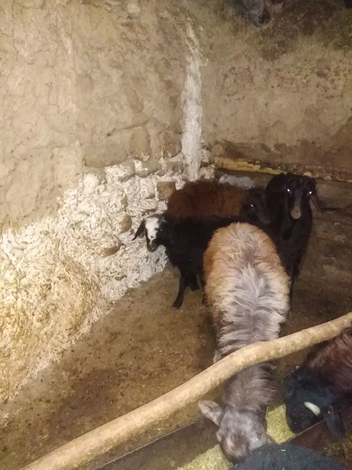 بره|حیوانات مزرعه|فیروزکوه, |دیوار