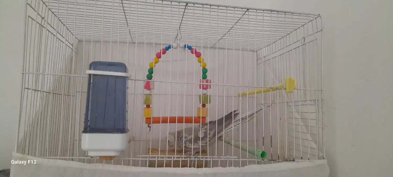 عروس هلندی|پرنده|رشتخوار, |دیوار