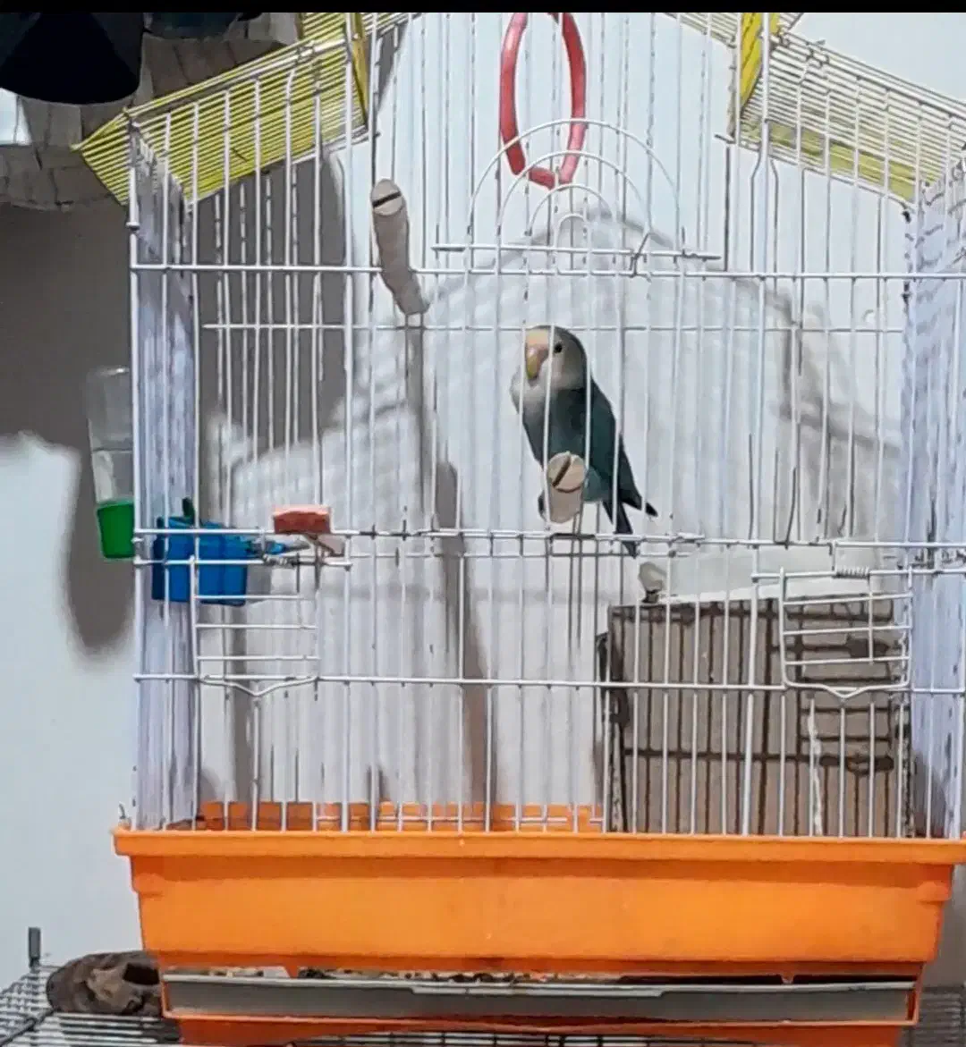 یک جفت توتی برزیلی باستا توخم|پرنده|نگین شهر, |دیوار