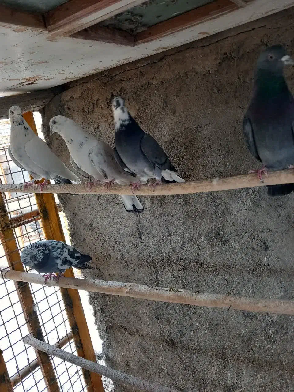 کبوتر پرشی|پرنده|مبارکه, |دیوار