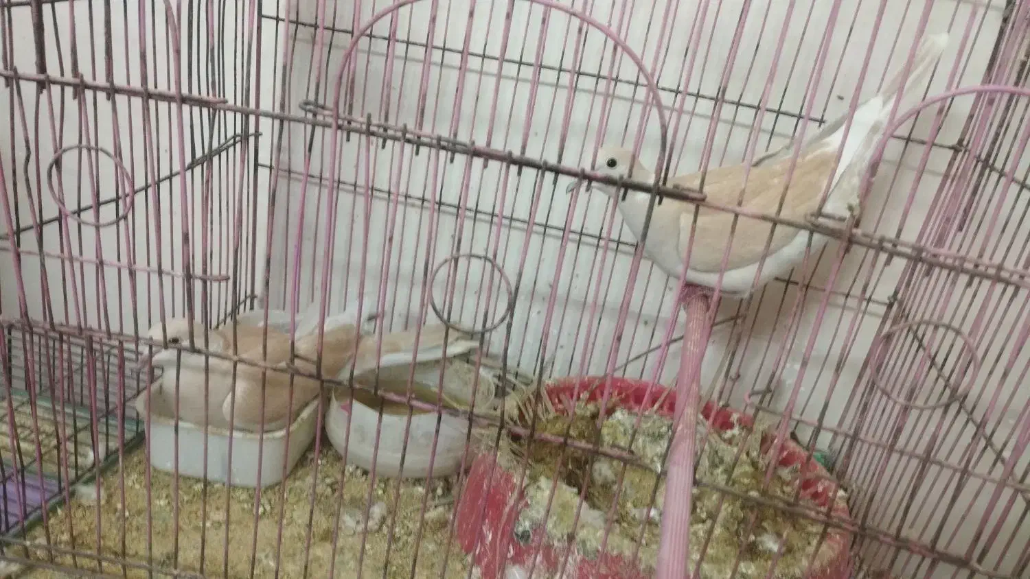 کبوتر. زینتی فروش فوری|پرنده|باوی, |دیوار