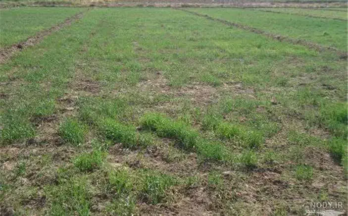 زمین ۱۶۰۰ متر کشاورزی با یک ساعت و نیم آب|فروش زمین و ملک کلنگی|گلپایگان, |دیوار