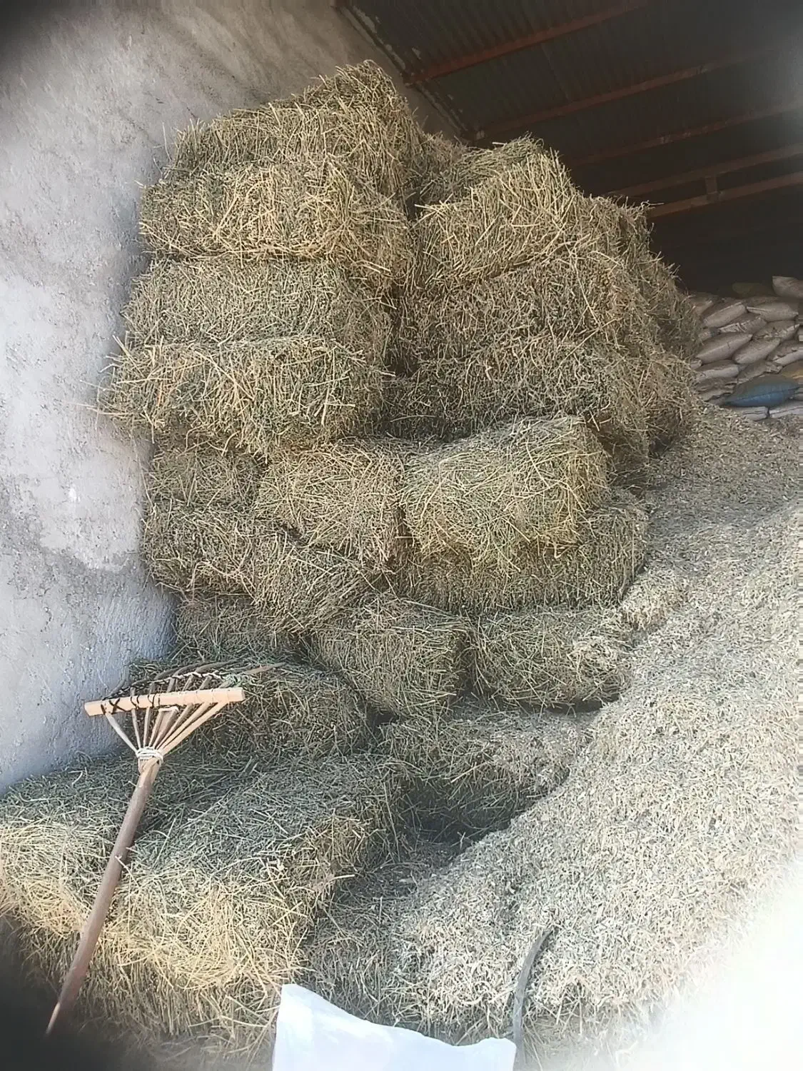 فروش یونجه علفی|لوازم جانبی حیوانات|مرودشت, ده بید|دیوار