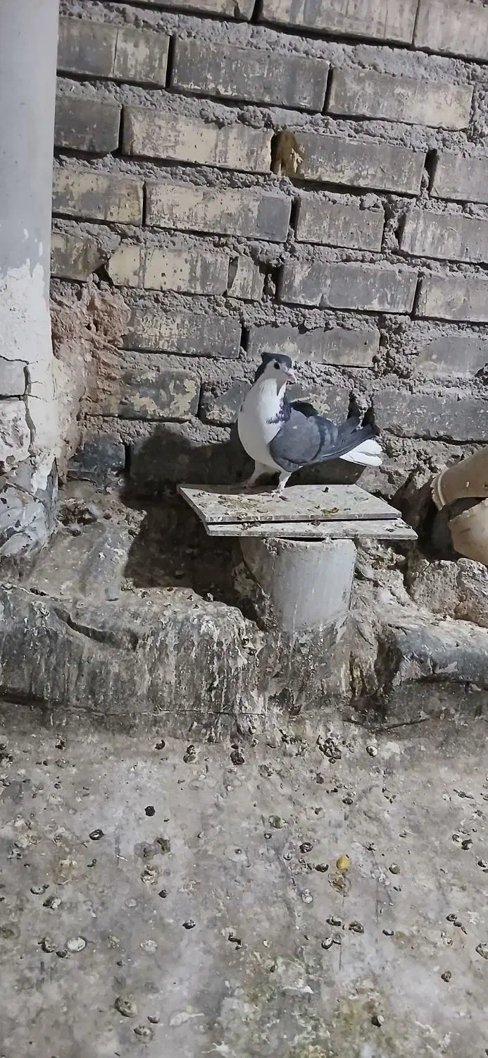 ماده دمگیر|پرنده|برخوار, |دیوار