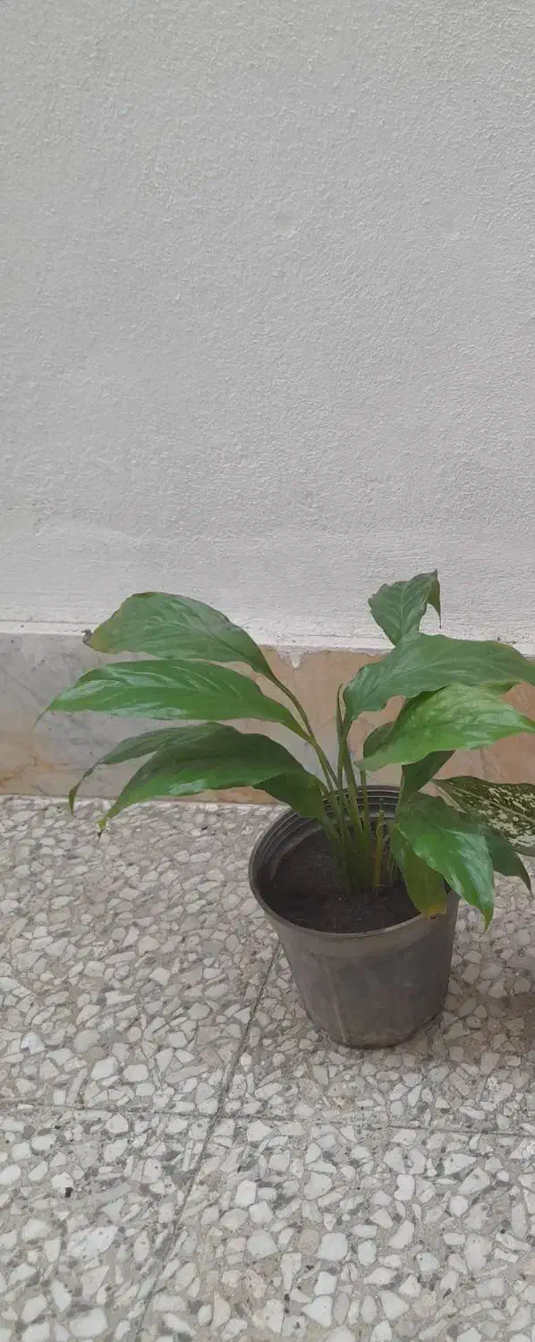 گل و گیاه، انواع گل فقط ۵۵ تومن،مارانتا،برگ انجیری|گل و گیاه طبیعی|رشت, رشتیان|دیوار