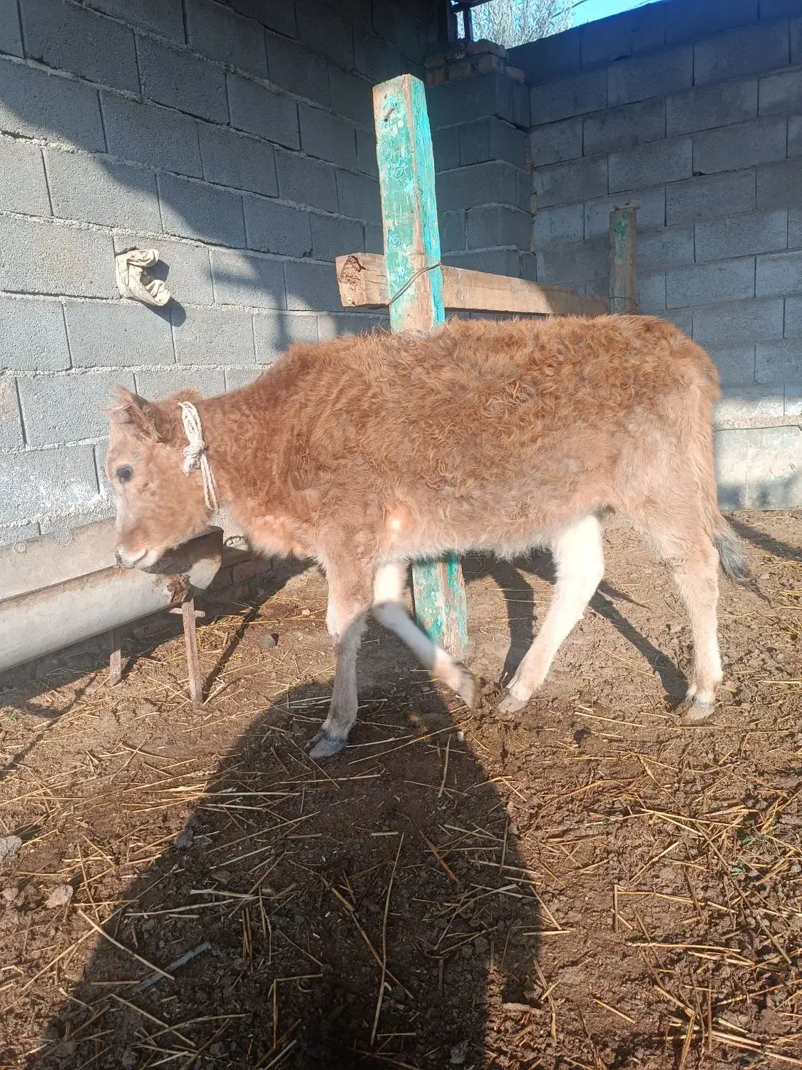 دو عدد گوساله ی محلی|حیوانات مزرعه|بندر ترکمن, |دیوار