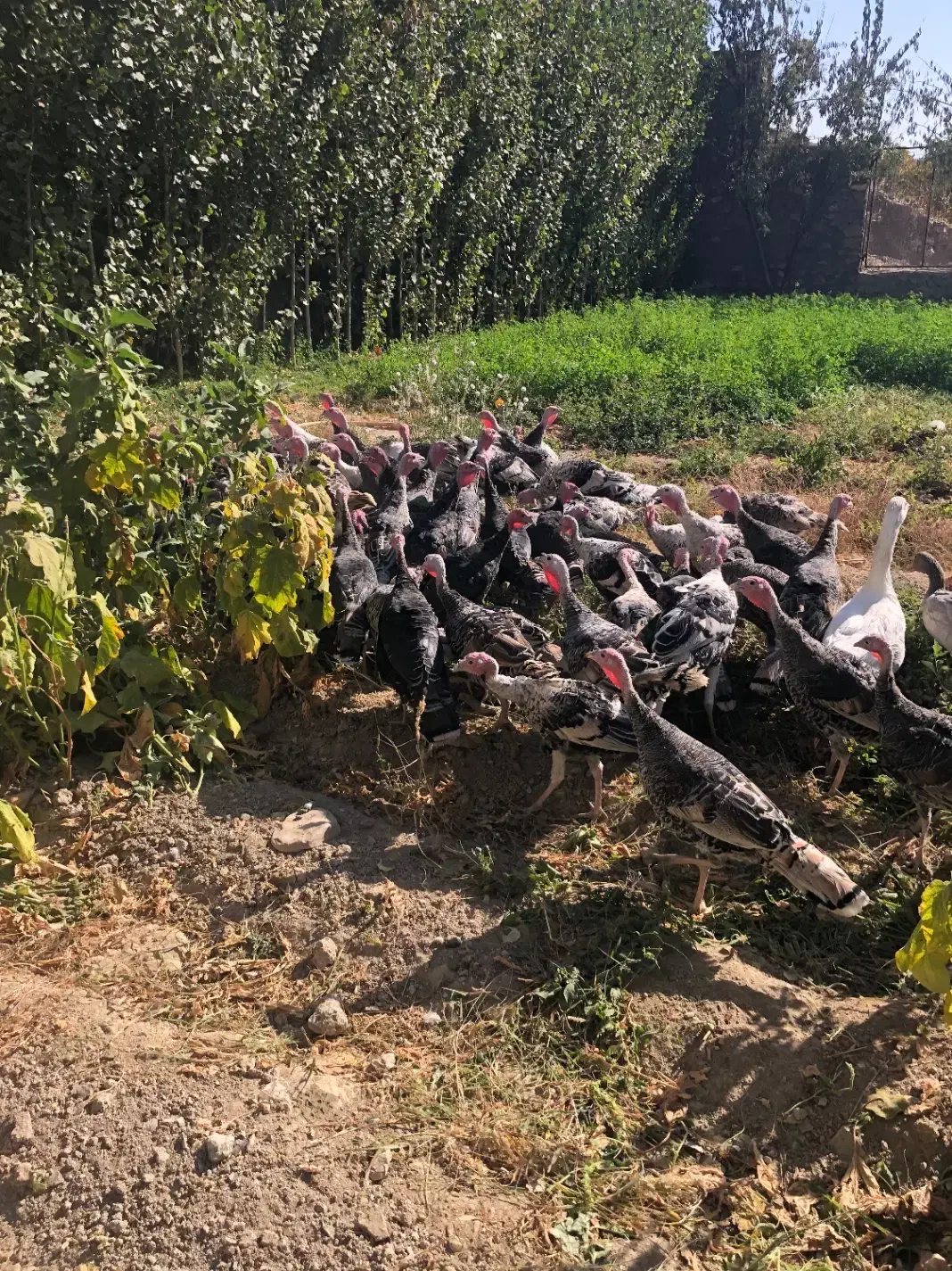 جوجه بوقلمون محلی باکیفیت عالی حدودا ۷ ماهه|حیوانات مزرعه|مشهد, آزادشهر|دیوار