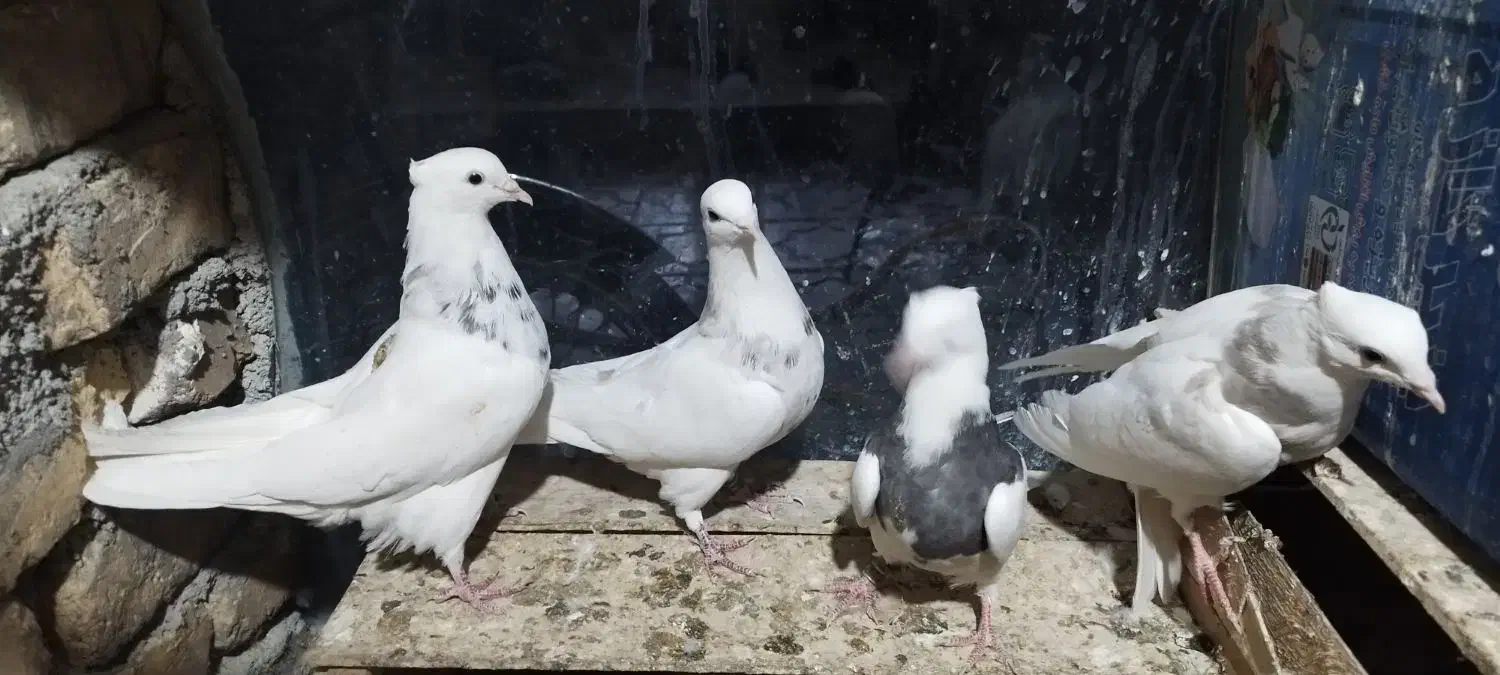 طوقی|پرنده|بن, |دیوار