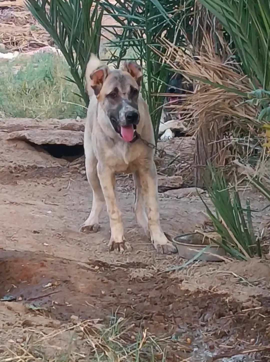 توله سگ|سگ|طبس, |دیوار