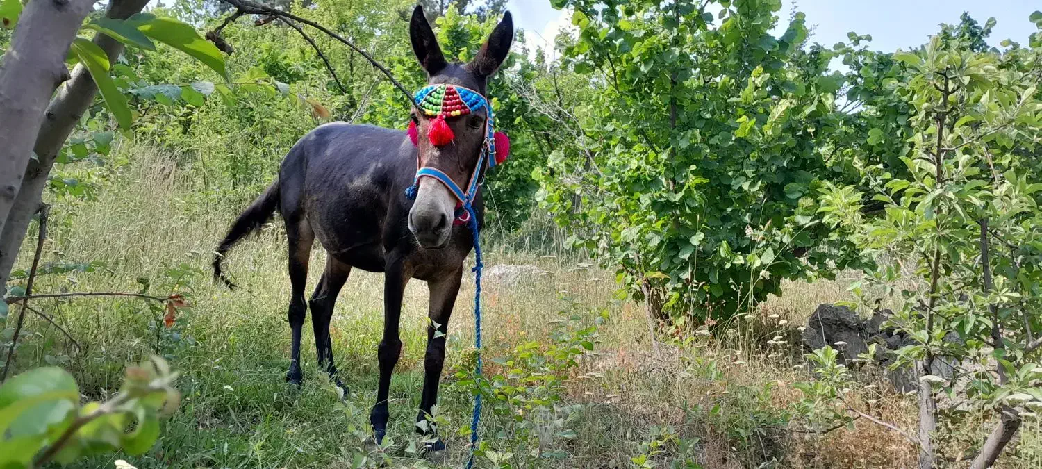 قاطر|حیوانات مزرعه|قزوین, |دیوار