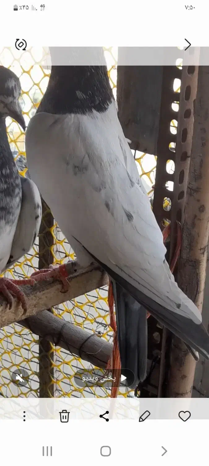 کبوتر پاکستانی  اصیل|پرنده|اردل, |دیوار