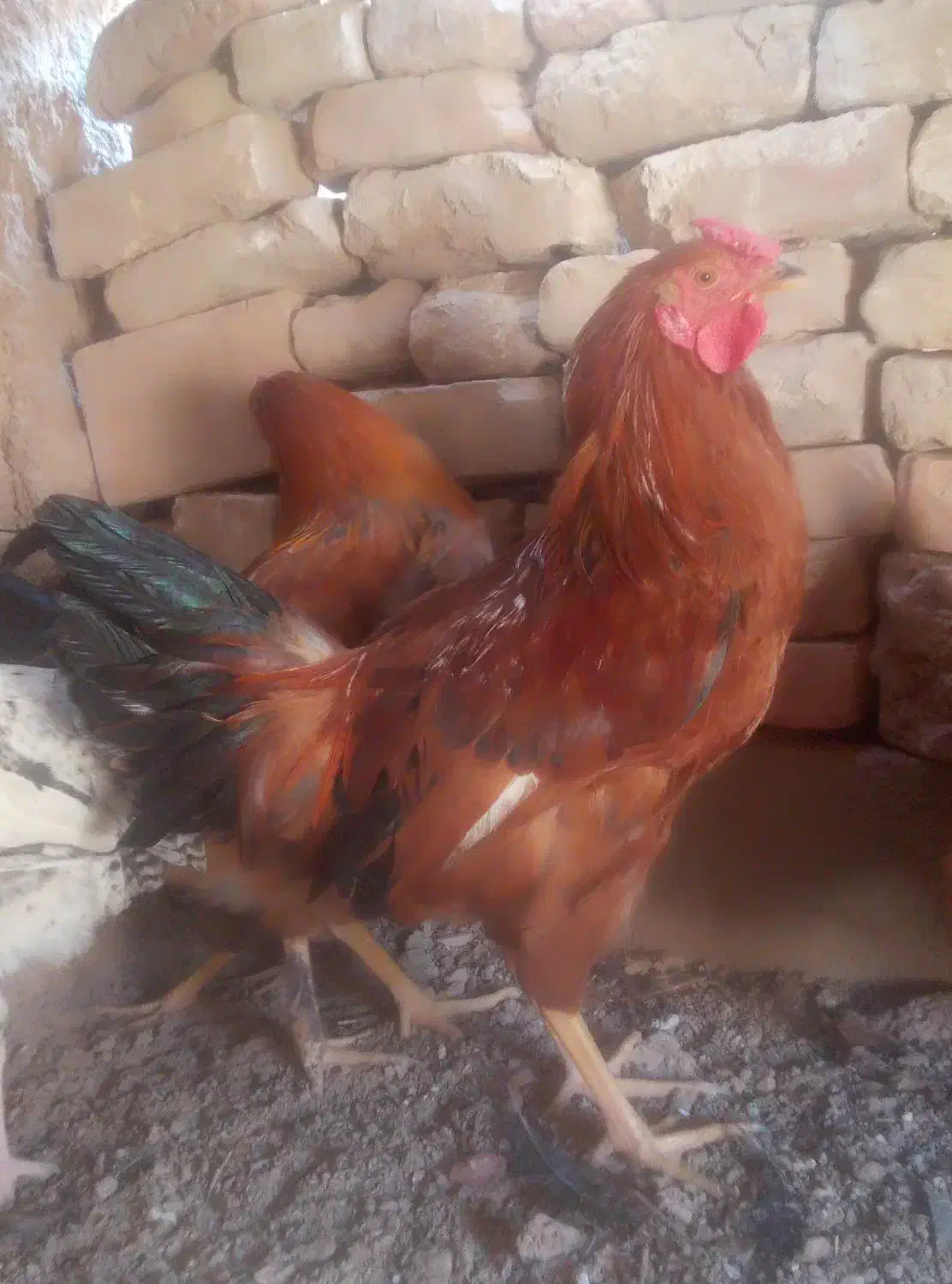 روده خروس زیبا|حیوانات مزرعه|سرایان, |دیوار