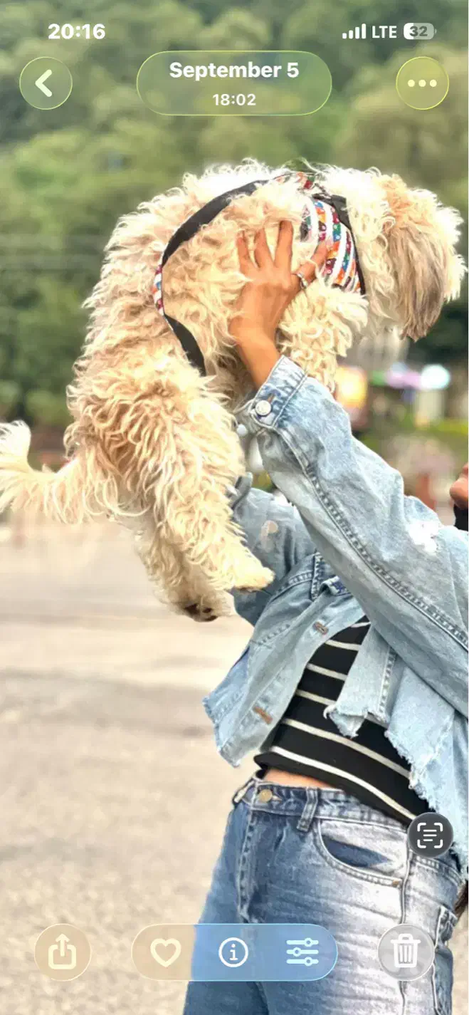 سگ گمشده|حیوانات|مشهد, رسالت|دیوار