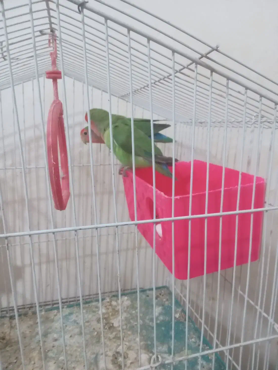 عروس هلندی مولد وجوجه|پرنده|زند, |دیوار