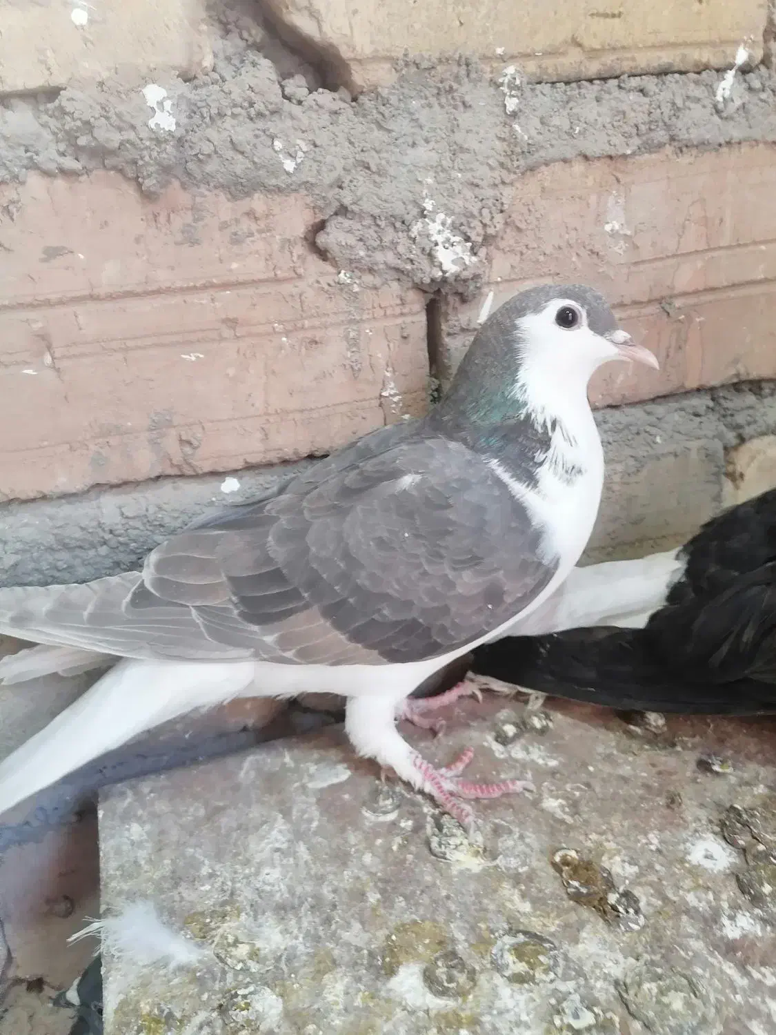 کفتر پرشی|پرنده|سبزوار, قاضی زاد|دیوار