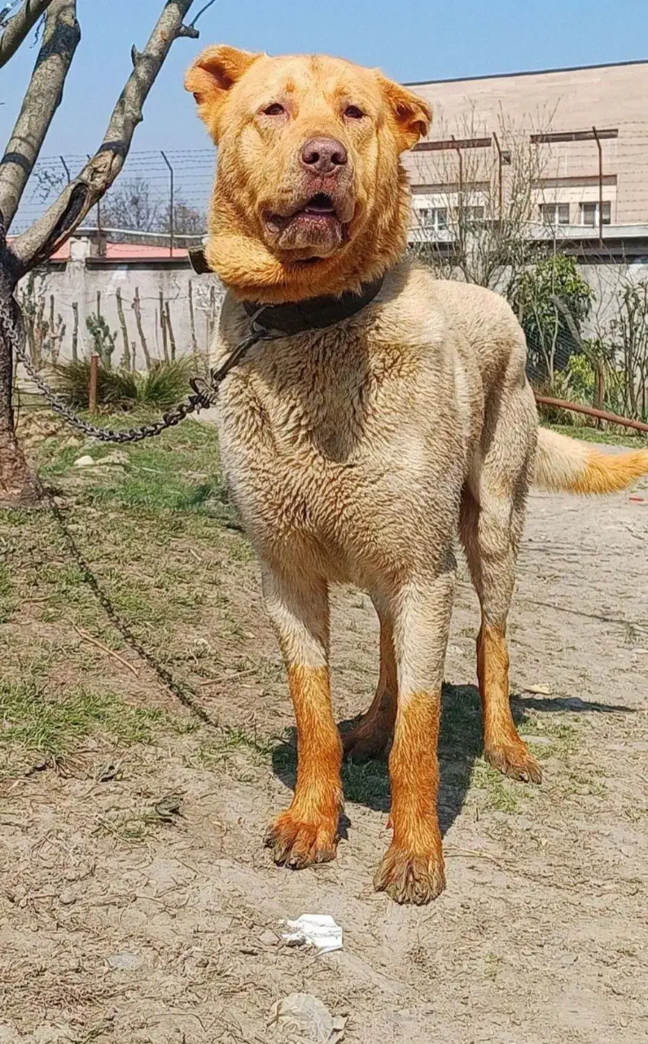 سگ پژدر جوان|سگ|لاهیجان, بازکیاگوراب|دیوار