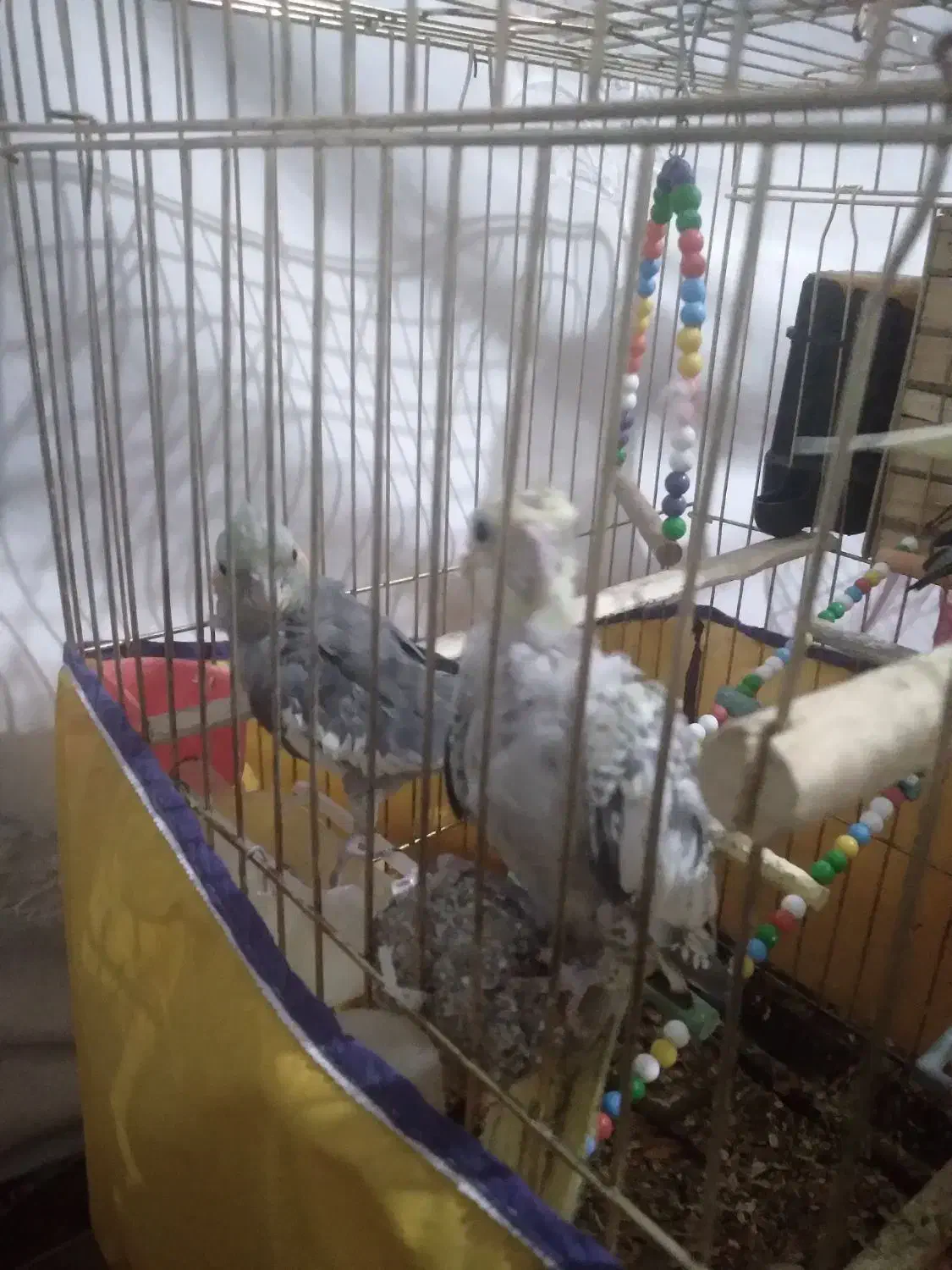 ۱جفت عردس هلندی|پرنده|اسدآباد, |دیوار