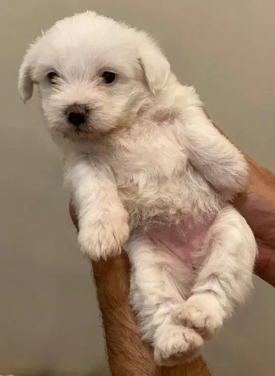 واگذاری ۲عدد سگ تریر نر وماده باهم|سگ|رشت, منظریه|دیوار