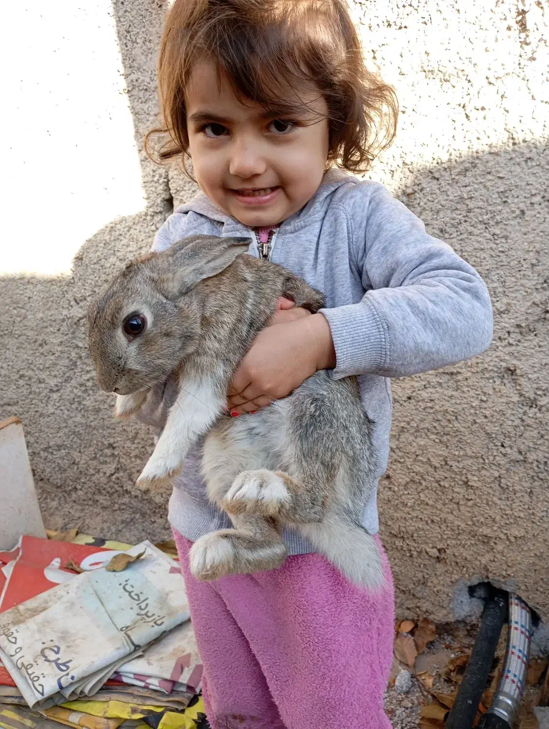 ۳ عدد خرگوش نر|موش و خرگوش|کرمانشاه, |دیوار