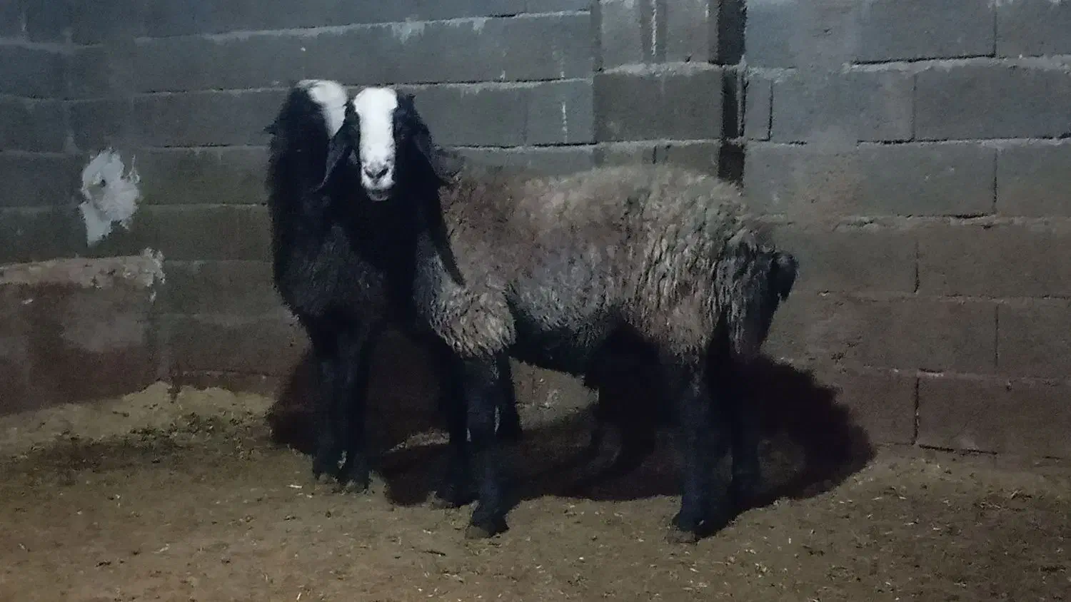 فروش چهار رس قوچ اصیل|حیوانات مزرعه|قیدار, |دیوار