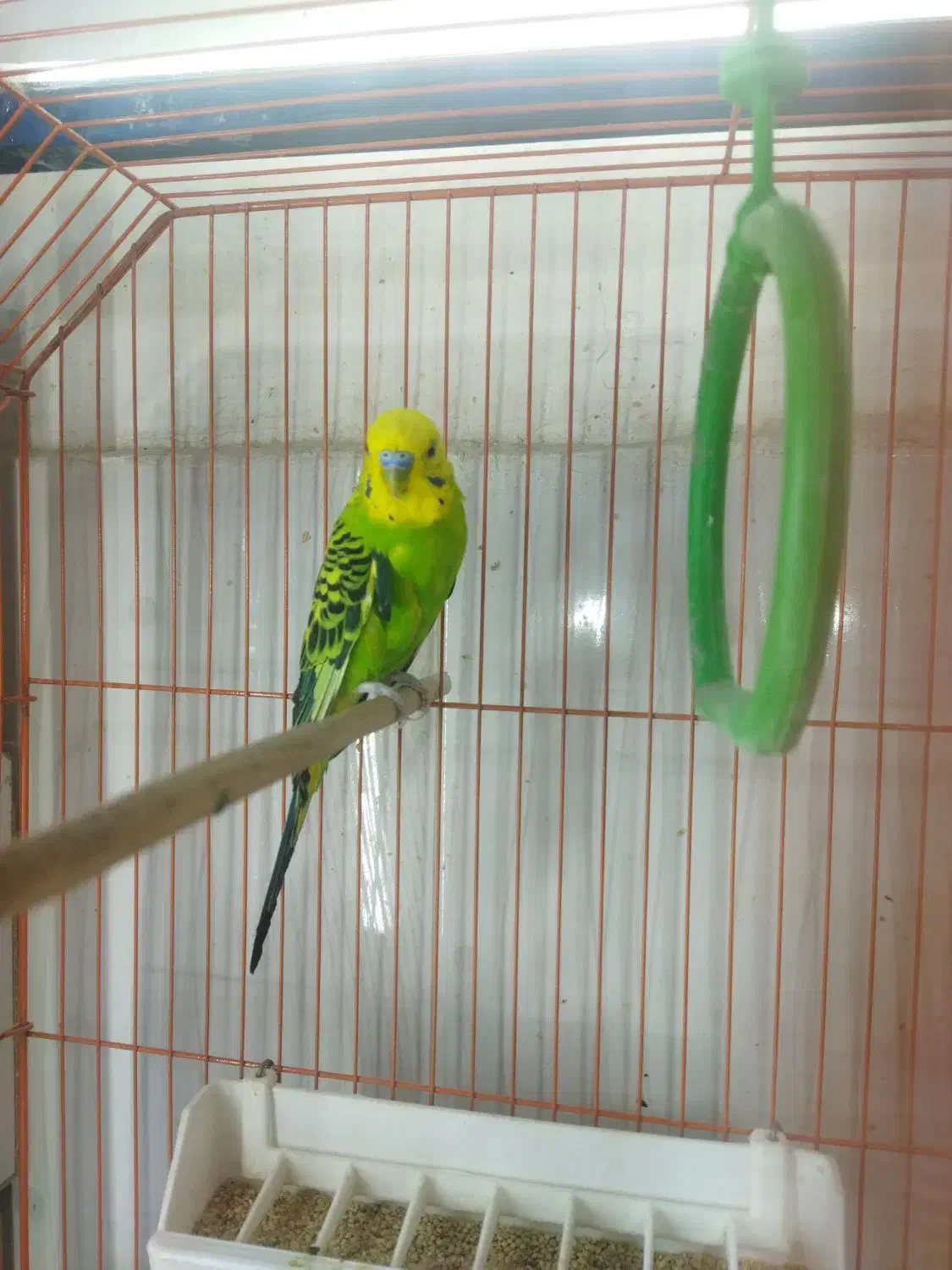 جفت مرغ عشق بهمراه جوجه|پرنده|ارومیه, |دیوار