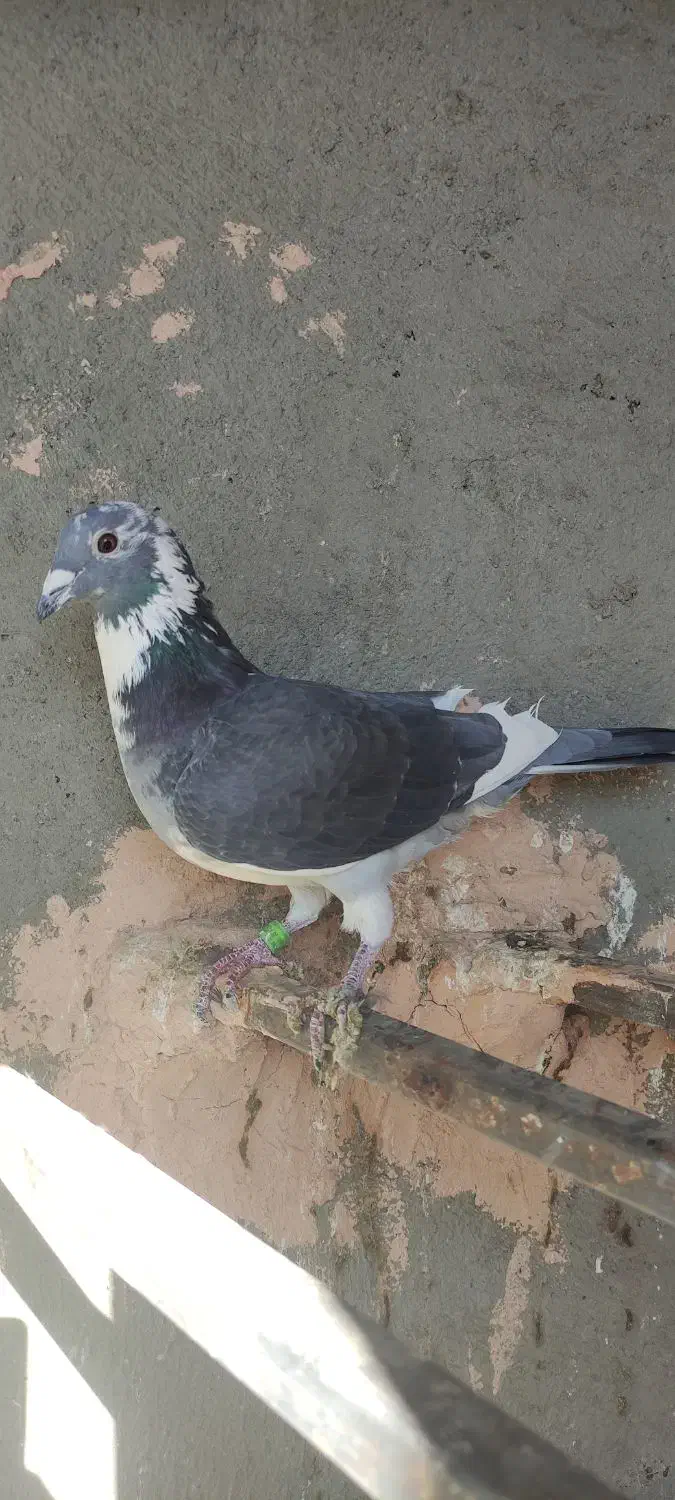 نر اردن|پرنده|جوین, |دیوار