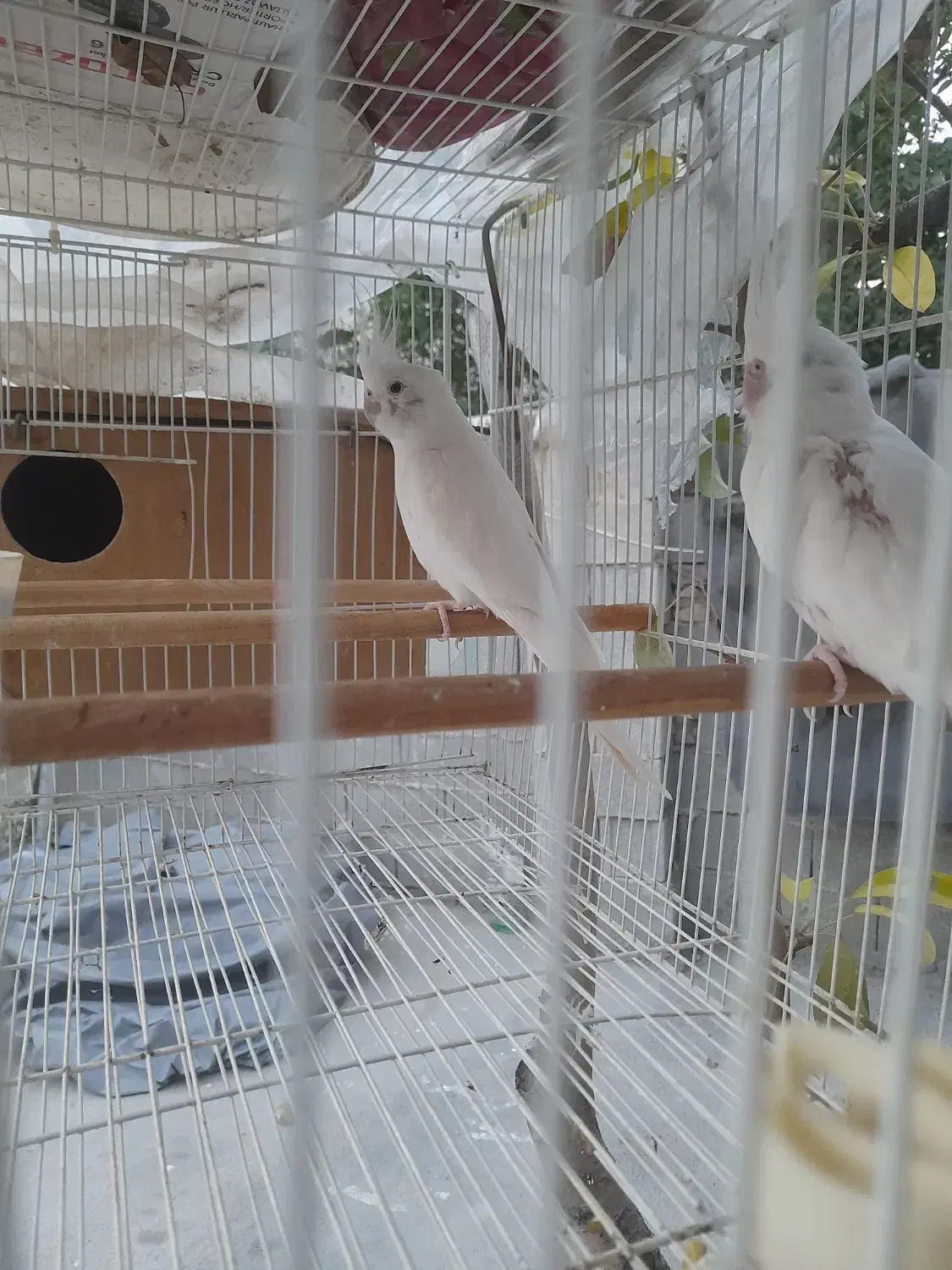 عروس هلندی|پرنده|گمیشان, |دیوار