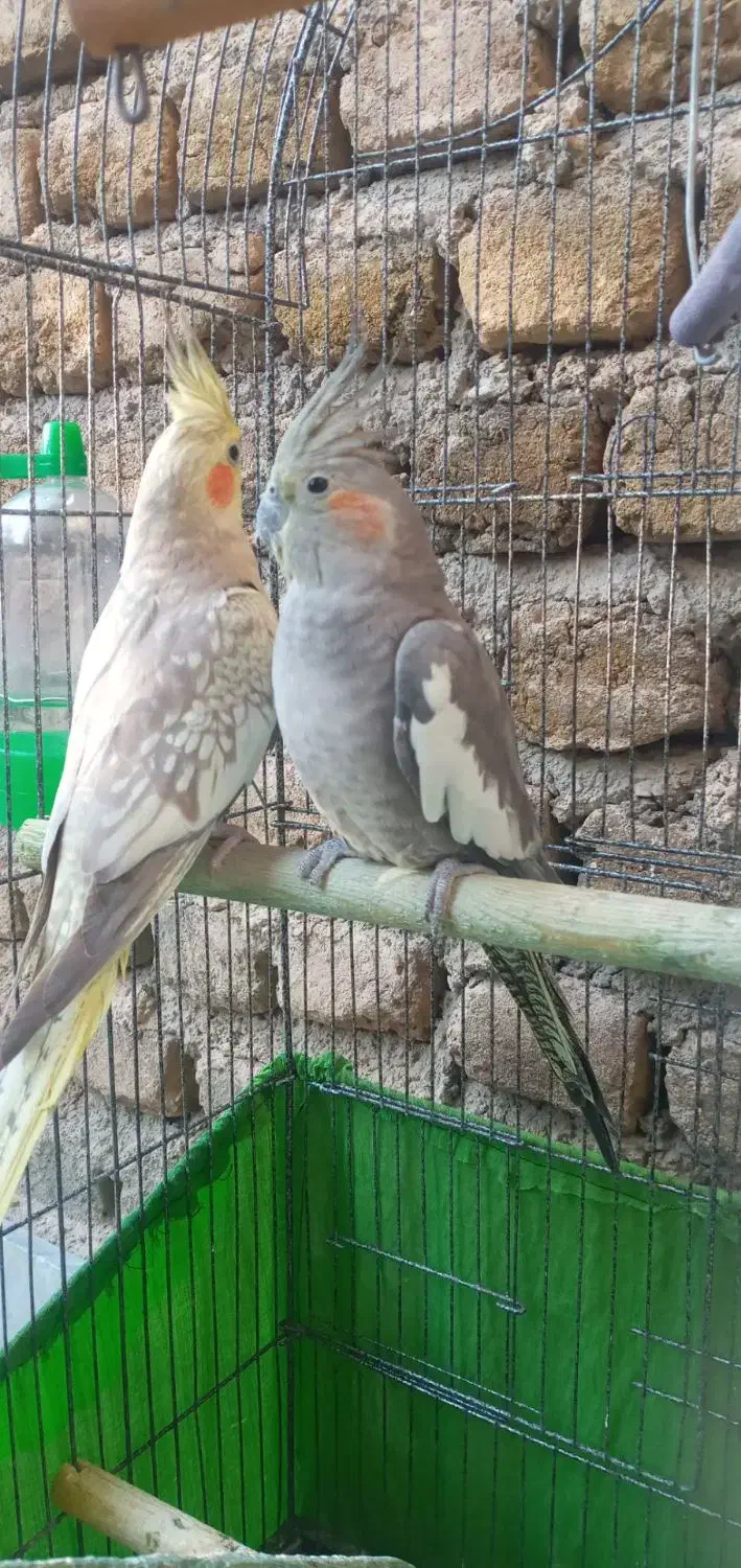 عروس هلندی|پرنده|دره شهر, |دیوار