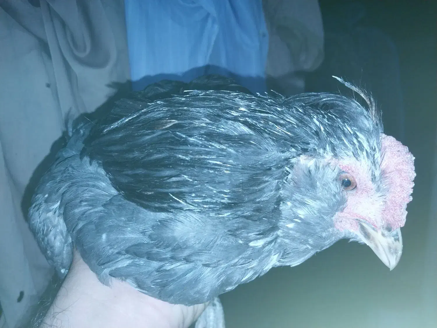 تخم نطفه دار گلین|حیوانات مزرعه|گیلان غرب, |دیوار