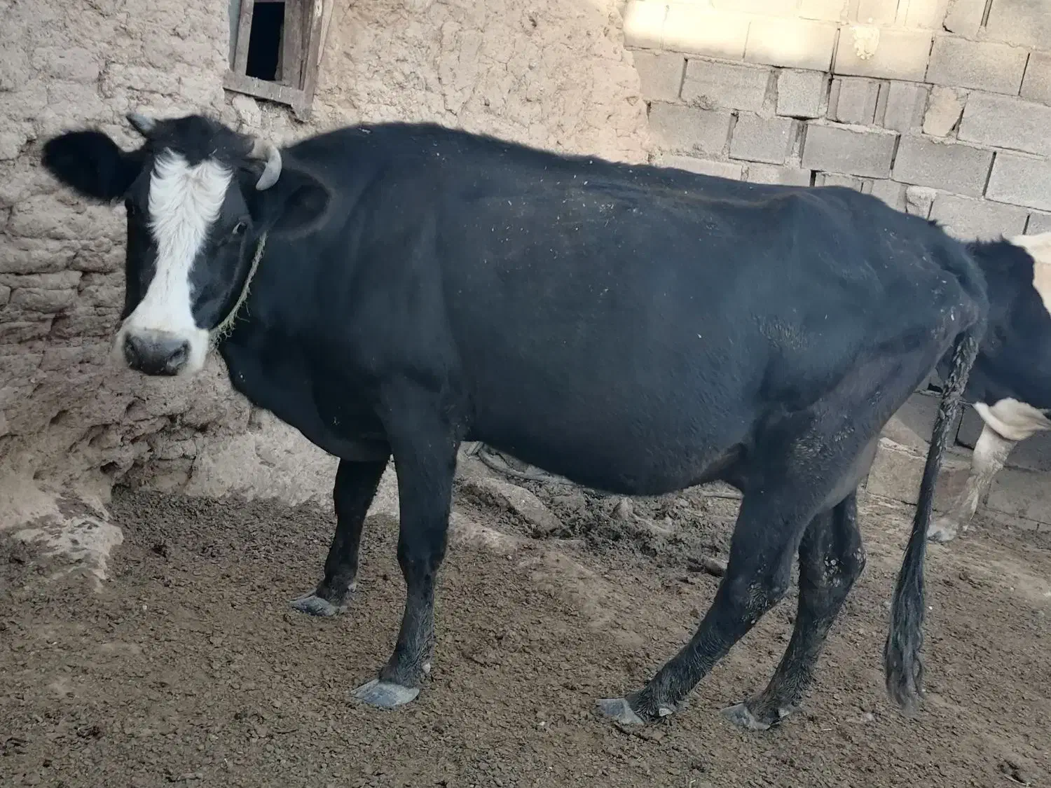 گاو داشتی|حیوانات مزرعه|چنگ الماسی, |دیوار