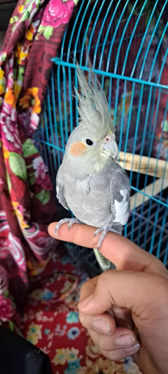 عروس هلندی نر ماده مرغ عشق کاسکو طوطی|پرنده|ری, صفاییه (چشمه علی)|دیوار