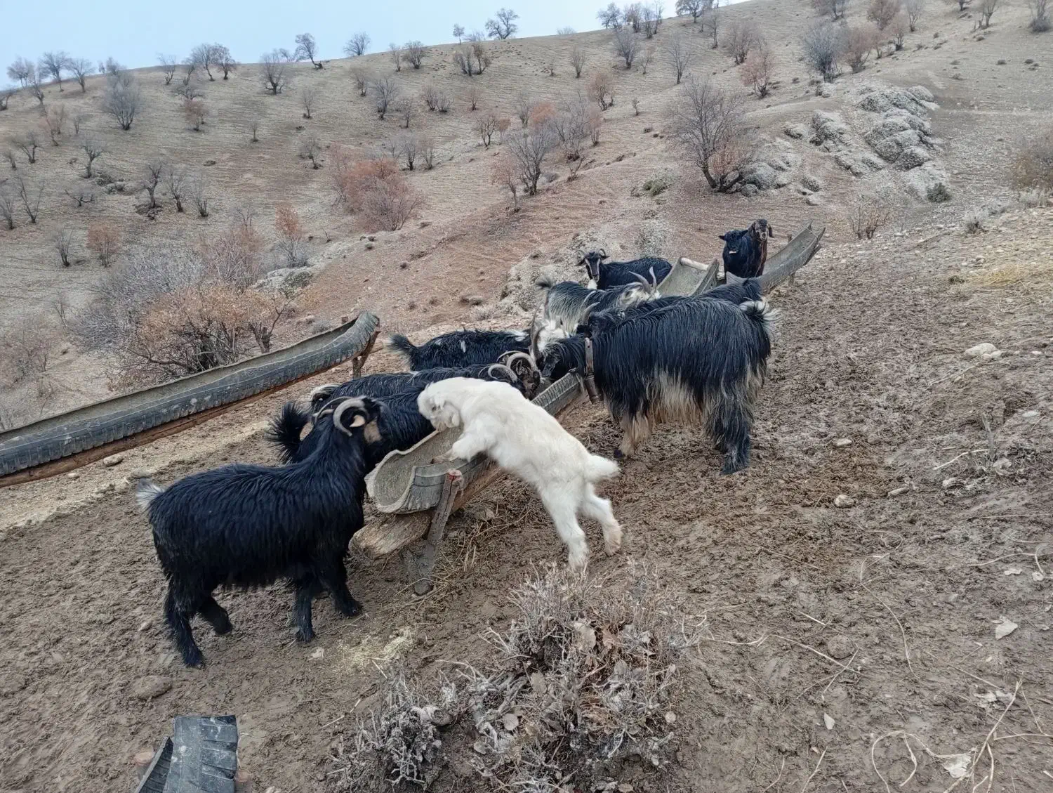 بز داشتی|حیوانات مزرعه|میانکوه, |دیوار