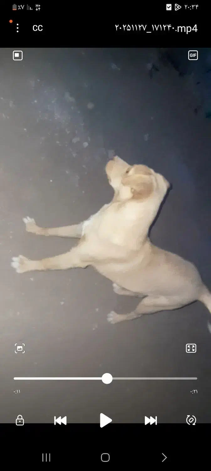 سگ پرنده|سگ|رفسنجان, |دیوار