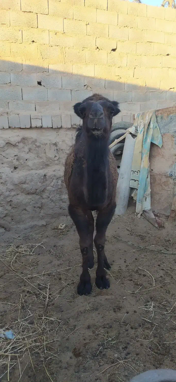 شتر|حیوانات مزرعه|بافق, |دیوار