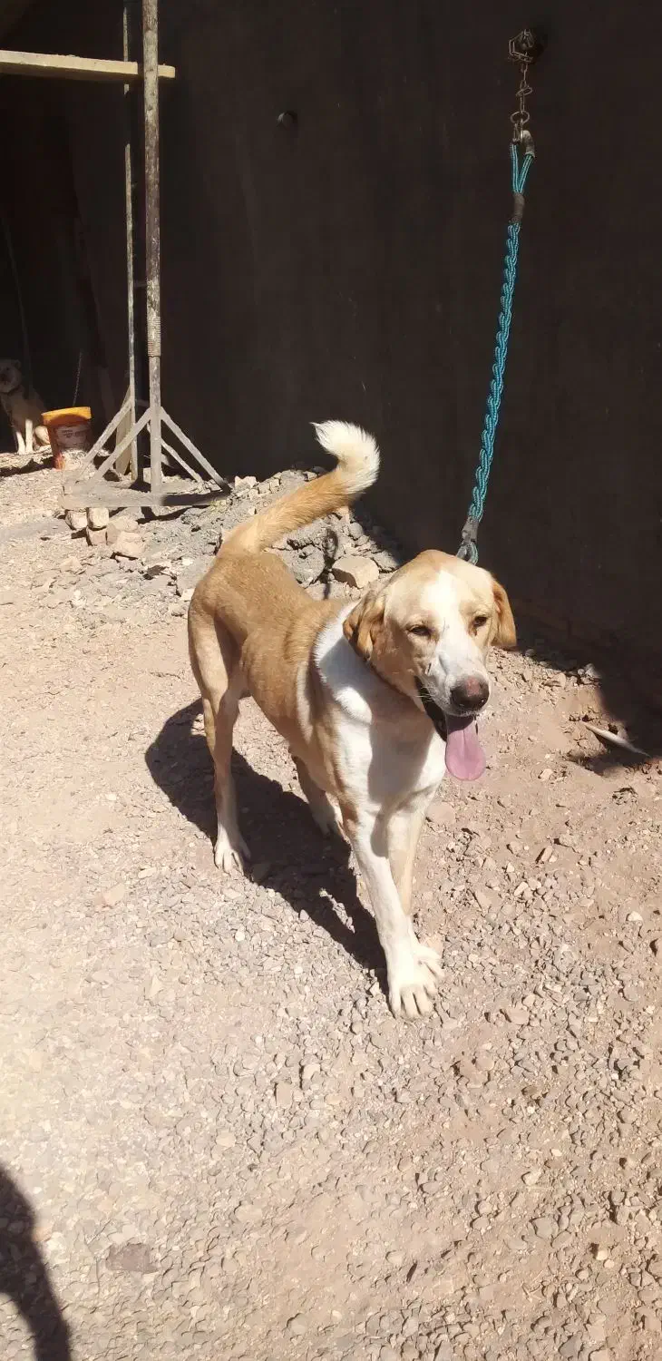 ماده سگ|سگ|سلفچگان, |دیوار