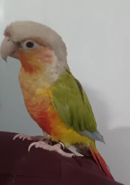 طوطی گرینچیک آناناسی سخنگو و دستی|پرنده|تهران, قلمستان|دیوار