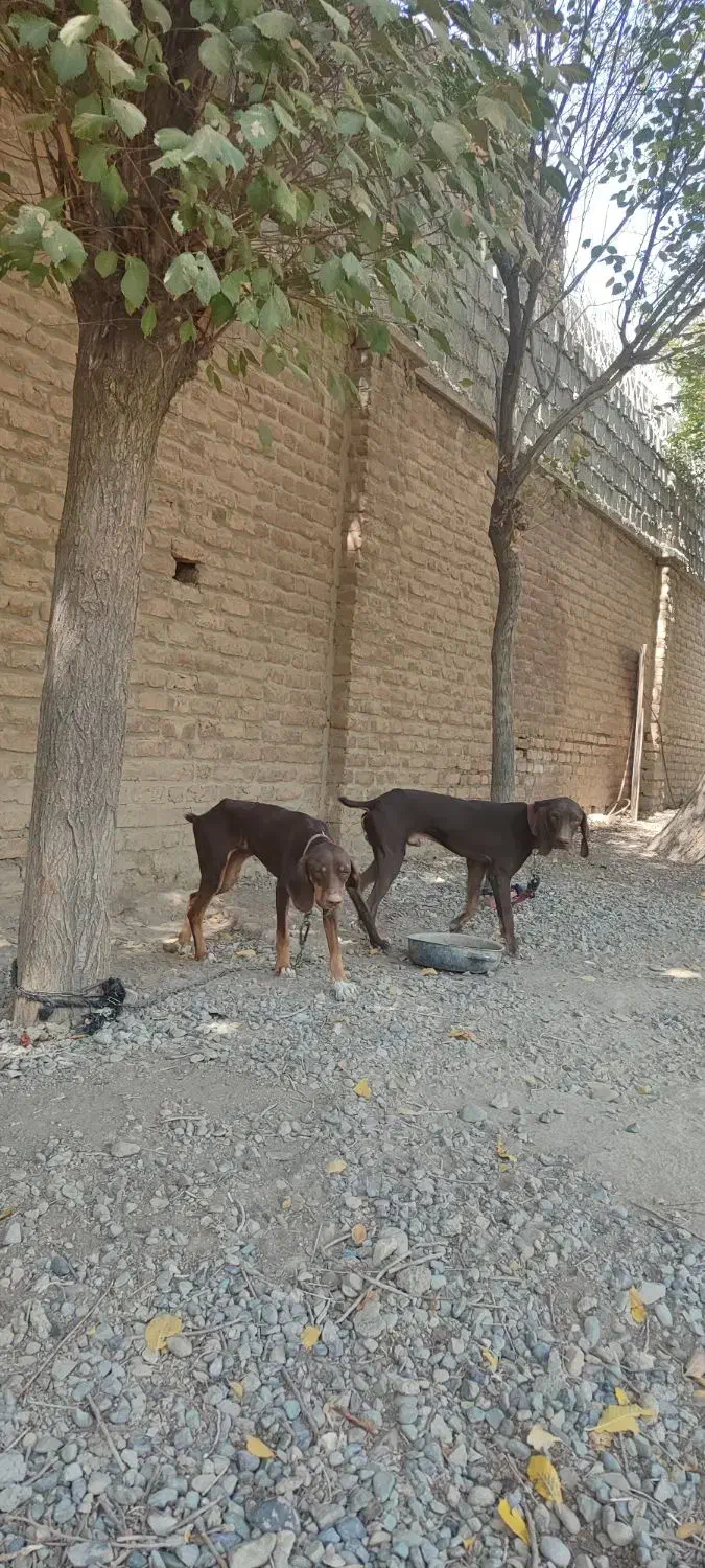 واگذاری یک جفت سگ پوینترشکاری|سگ|صفادشت, |دیوار