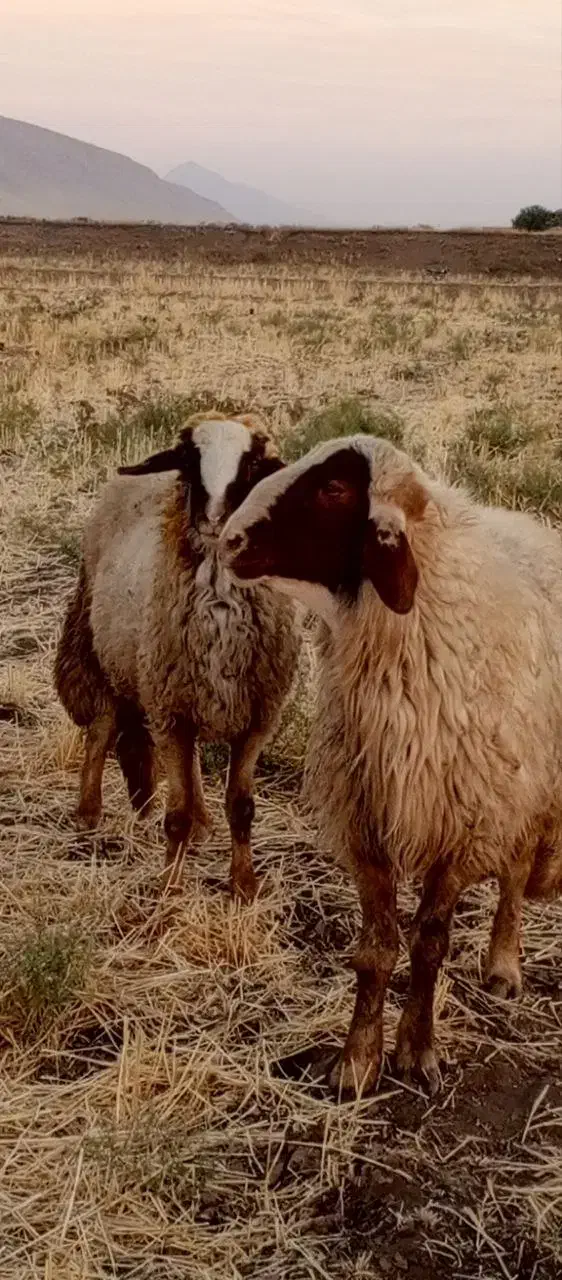 قوچ اصیل سنحابی|حیوانات مزرعه|روانسر, |دیوار