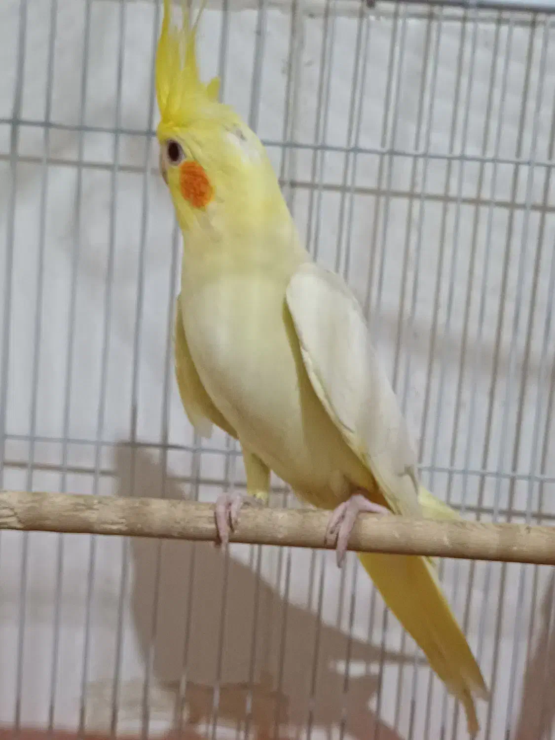 عروس هلندی لوتینو|پرنده|قم, دورشهر|دیوار