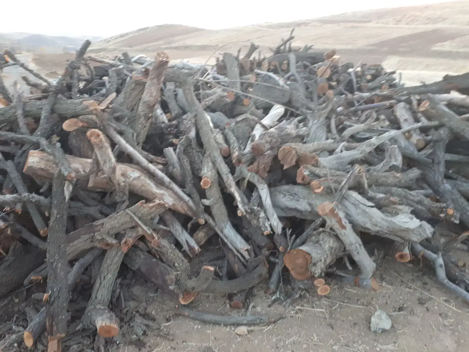 چوب بادام خشک|خدمات باغبانی و درختکاری|بروجرد, |دیوار