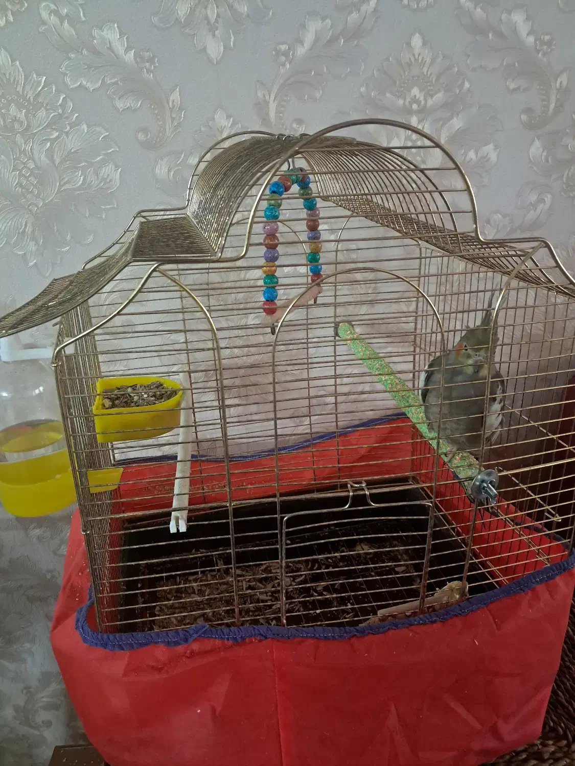 عروس هلندی با قفس و تجهیزات جانبی|پرنده|گلپایگان, |دیوار