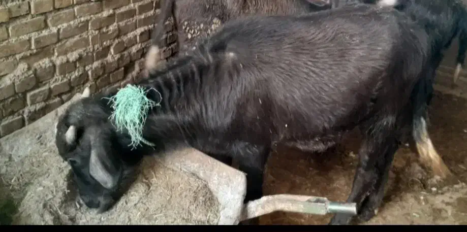 فروش گامیش ماده سالم|کالسکه و لوازم جانبی|اهواز, گلدشت|دیوار