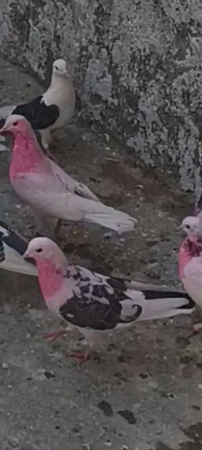 کفتر.گمشده|پرنده|باقرشهر, |دیوار