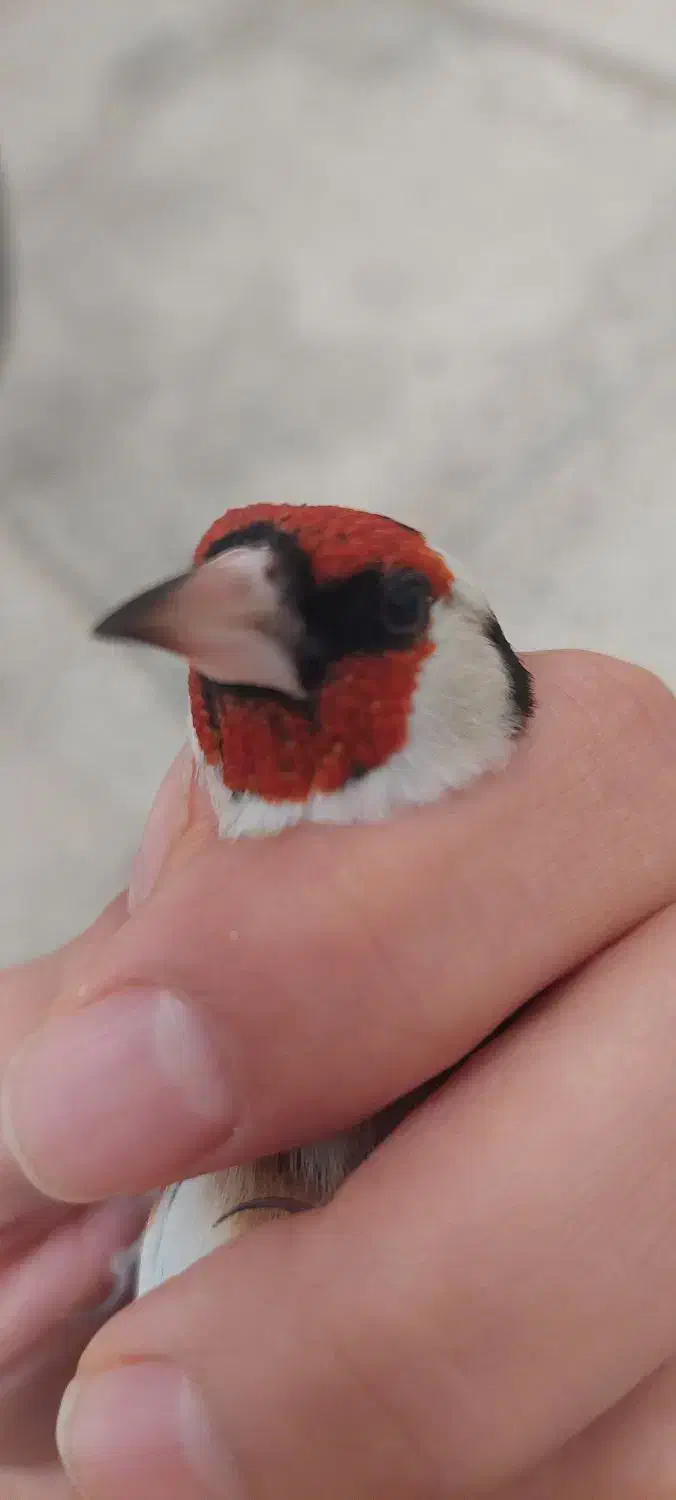 سهره نر نشون دار|پرنده|فردیس, نسترن شرقی|دیوار