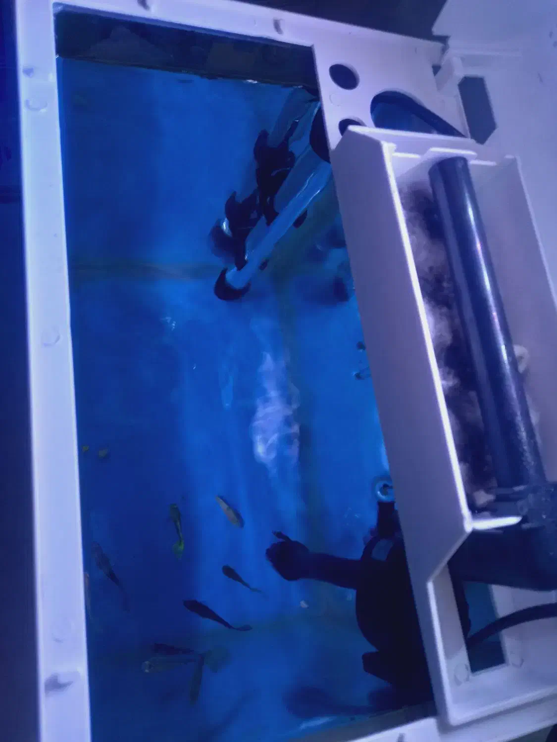 اکواریوم|ماهی|نقده, |دیوار