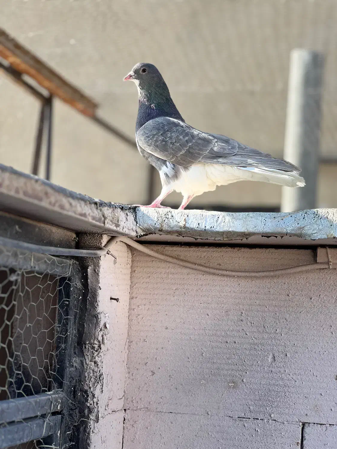 شهری سبز و قهوه ای|پرنده|شیراز, تندگویان|دیوار