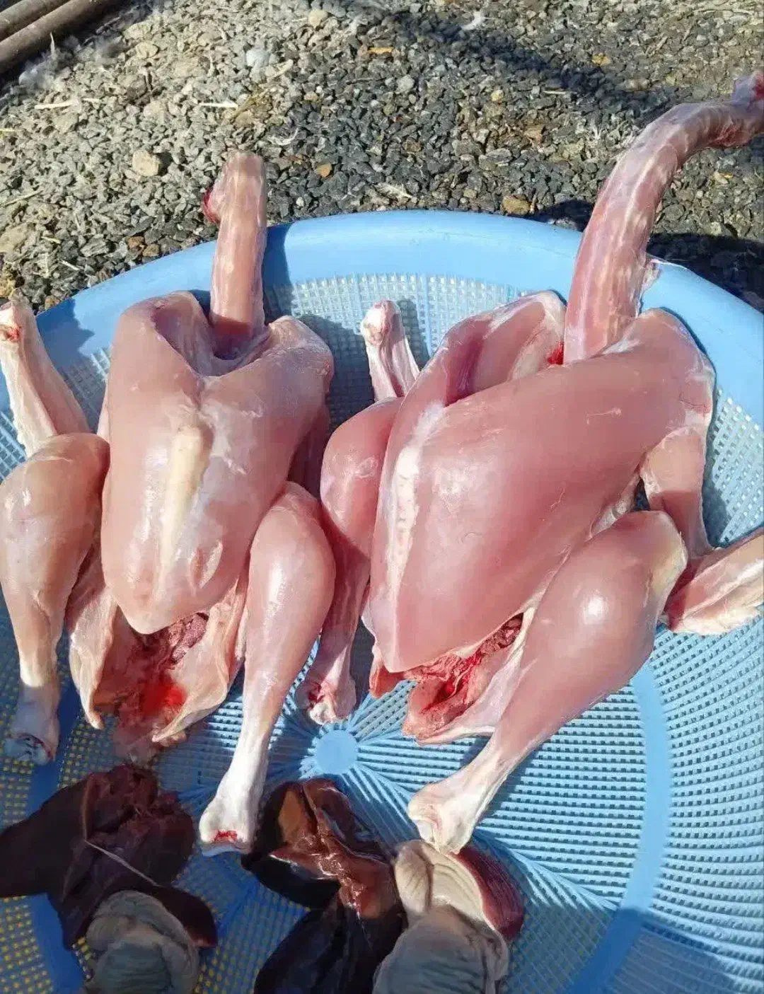 بوقلمون زنده|حیوانات مزرعه|بیرجند, |دیوار