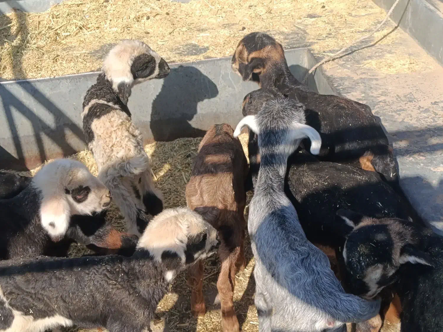 کهره بره شیری|حیوانات مزرعه|شیراز, کوشک بیدک|دیوار